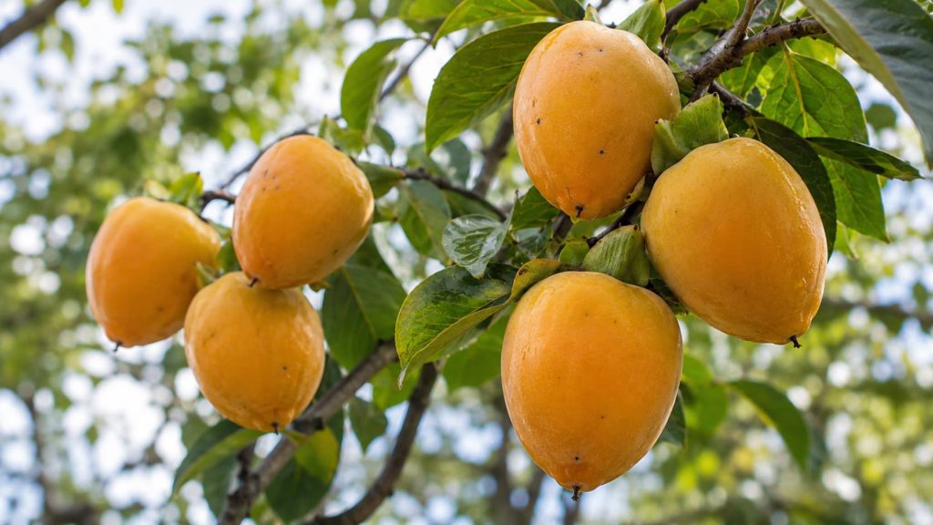 Persimmon