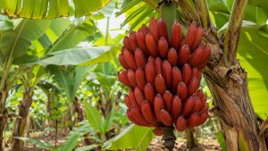 Red Banana