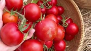 When to Harvest Tomatoes