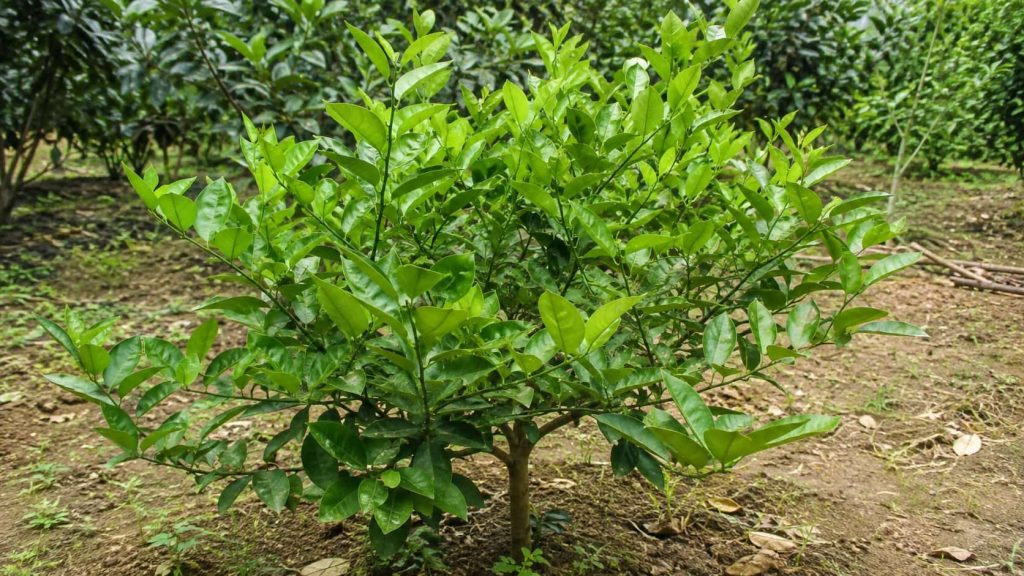 Why Is My Lemon Tree Not Producing Lemons