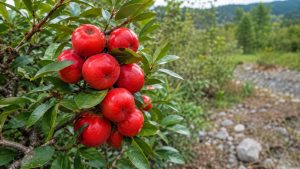 Wild Garcinia Fruit