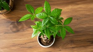 Money Tree