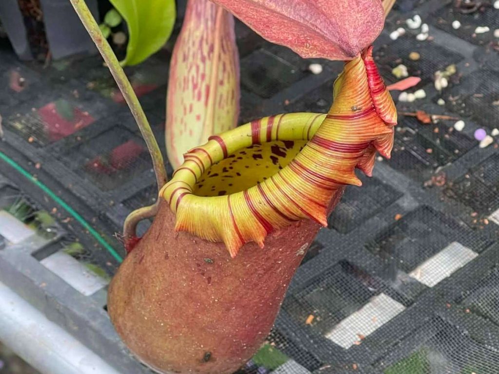 Nepenthes northiana growing in a shaded garden