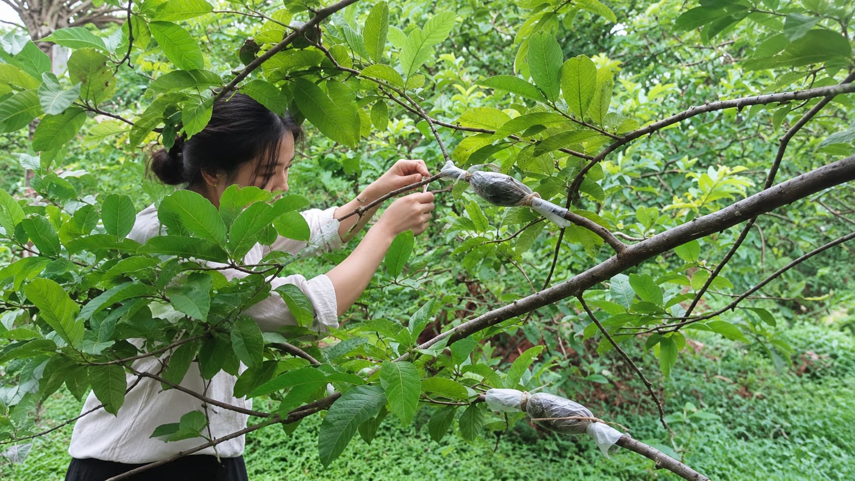 How to Propagate Guava Trees