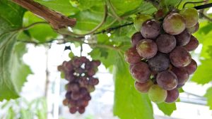 A close-up of ripe grape clusters growing on a healthy grapevine, showing fully developed grapes ready for harvest in the garden.
