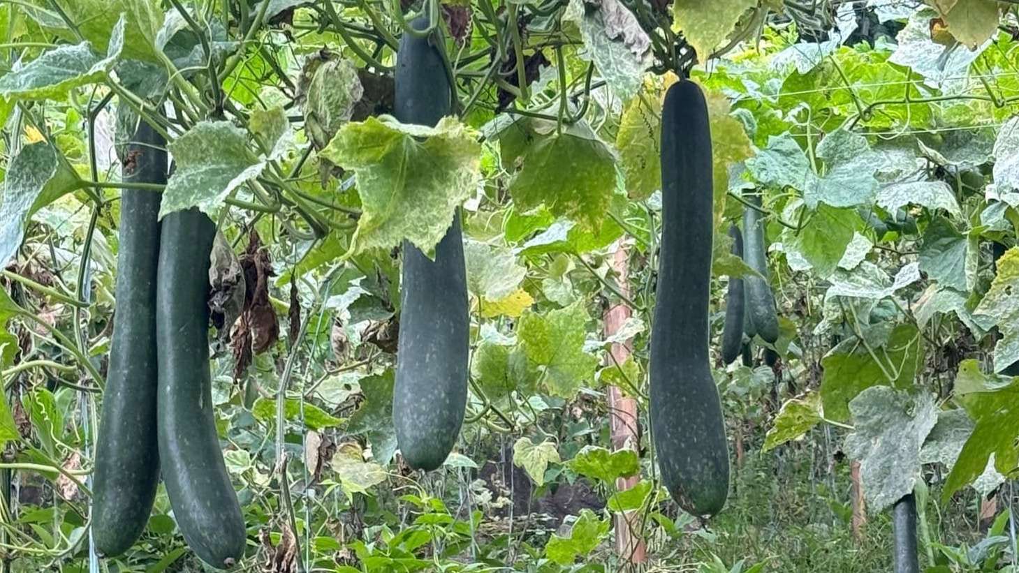 Tips for Growing Winter Melon
