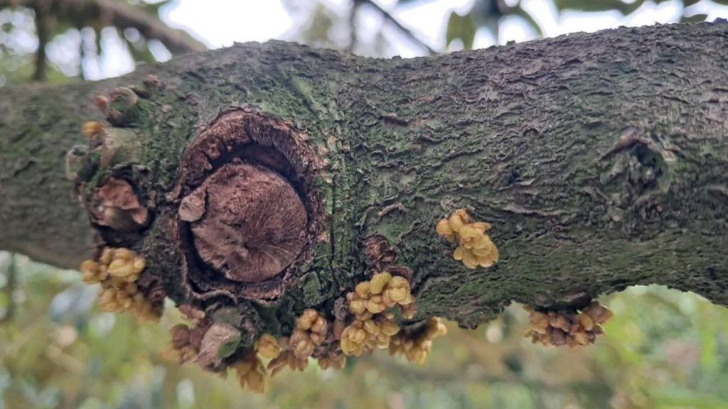Durian flowers growing on a healthy tree.