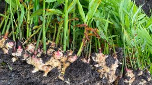Ginger is easy to grow when you know the right techniques.