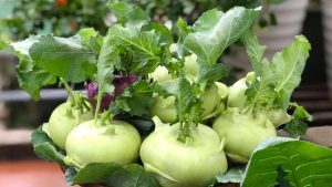 Kohlrabi