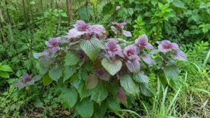 Shiso