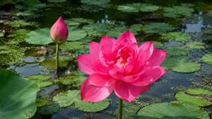 Lotus Flower
