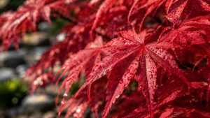 Japanese Maple