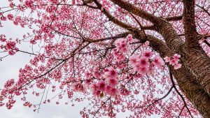 When Do Japanese Cherry Blossoms Bloom in Japan