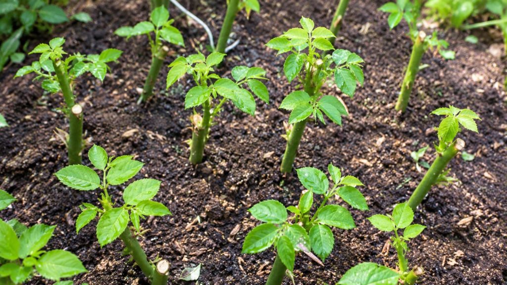 How to Propagate Roses