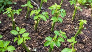 How to Propagate Roses