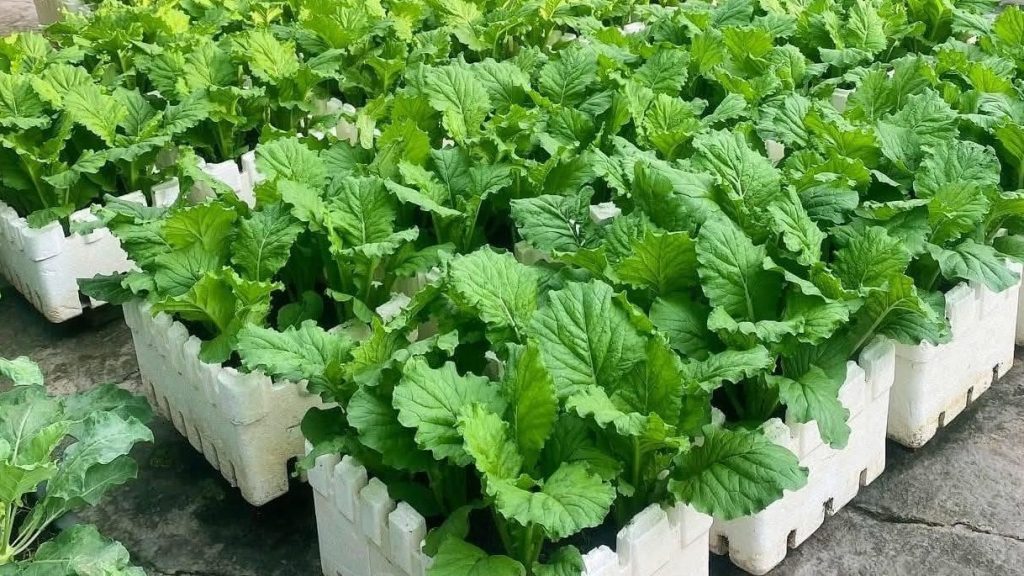 Image of vegetables growing in foam boxes.