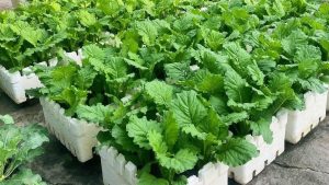 Image of vegetables growing in foam boxes.