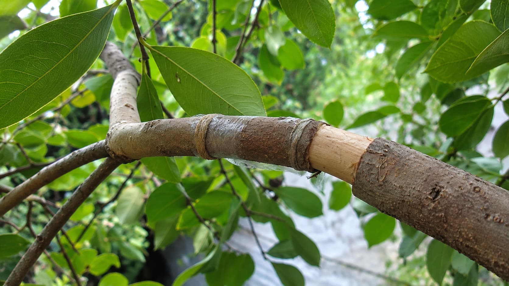 Girdle and Remove the Bark