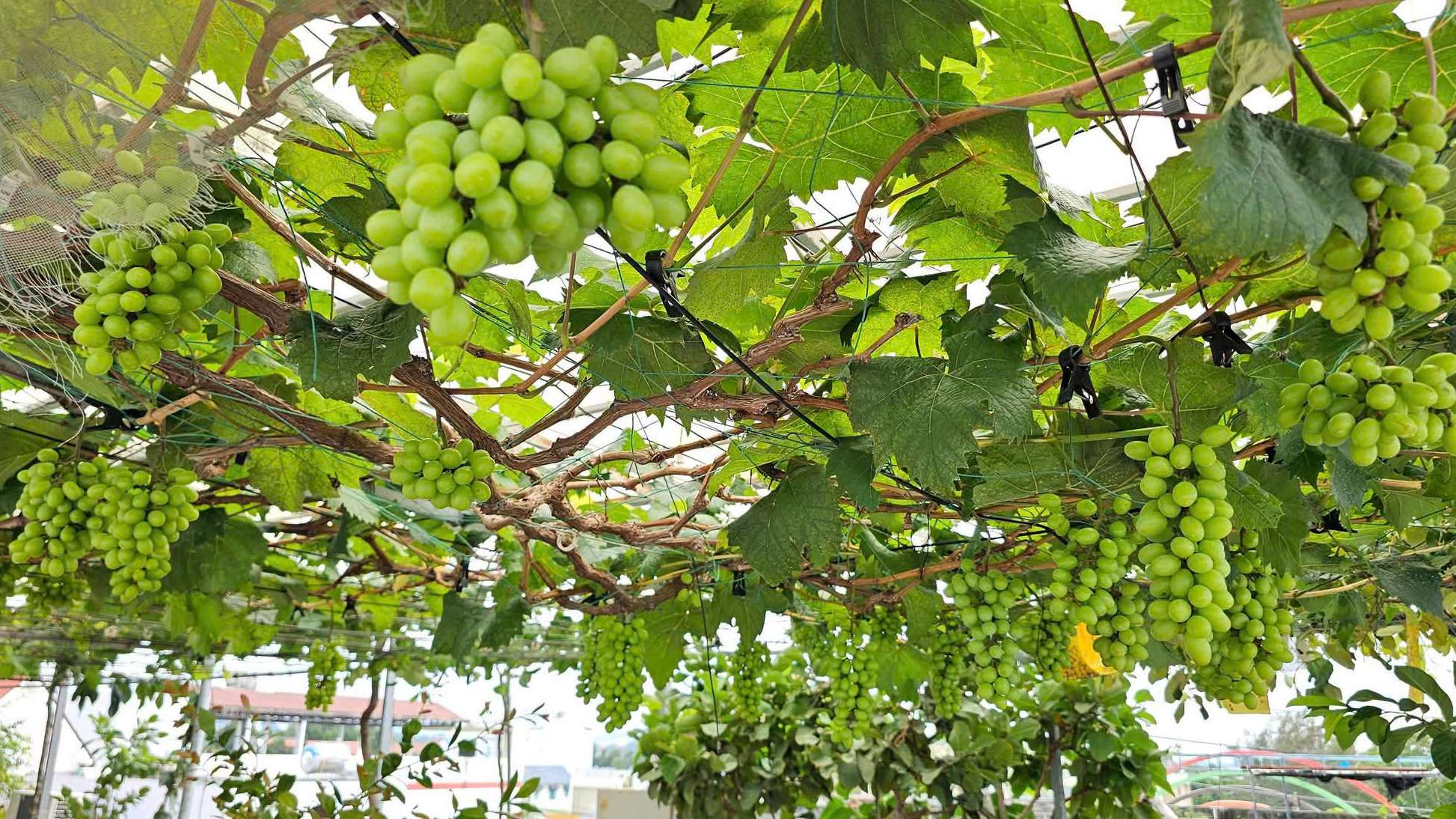 Green grapes ready for harvest