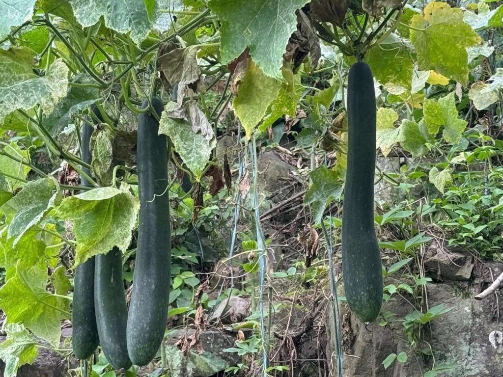 Tips for Growing Winter Melon