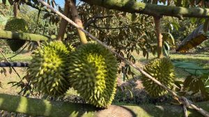 Durian flowers after heavy rain.