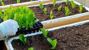 Image of vegetables growing in foam boxes at an early stage.