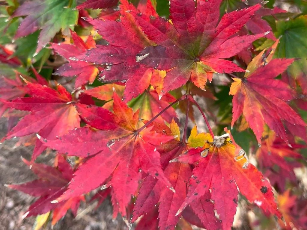 Japanese Maple