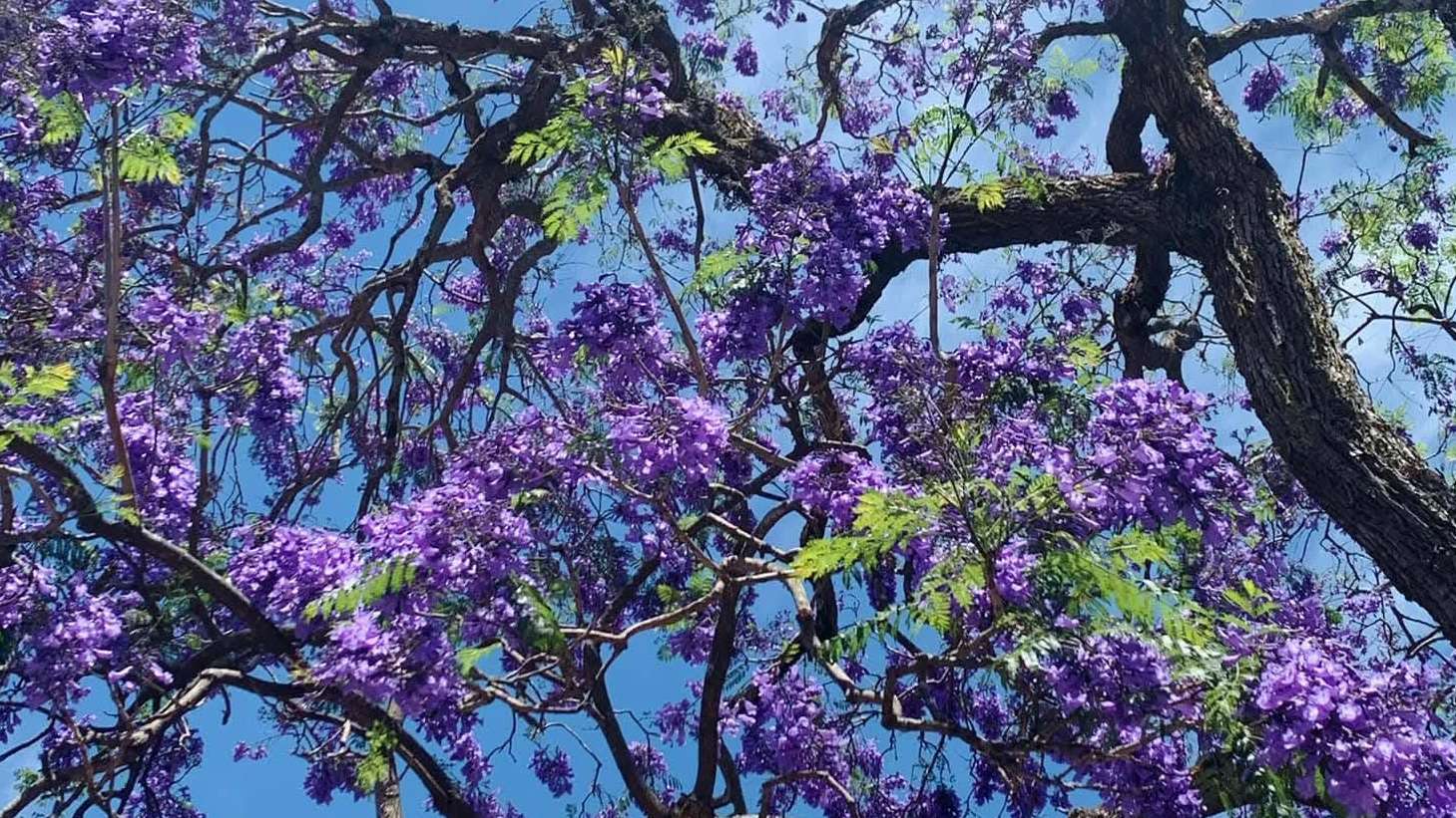 Harmonizing Jacaranda Mimosifolia