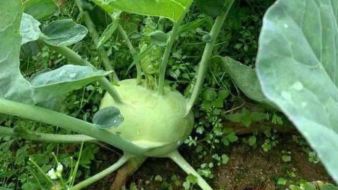 Kohlrabi