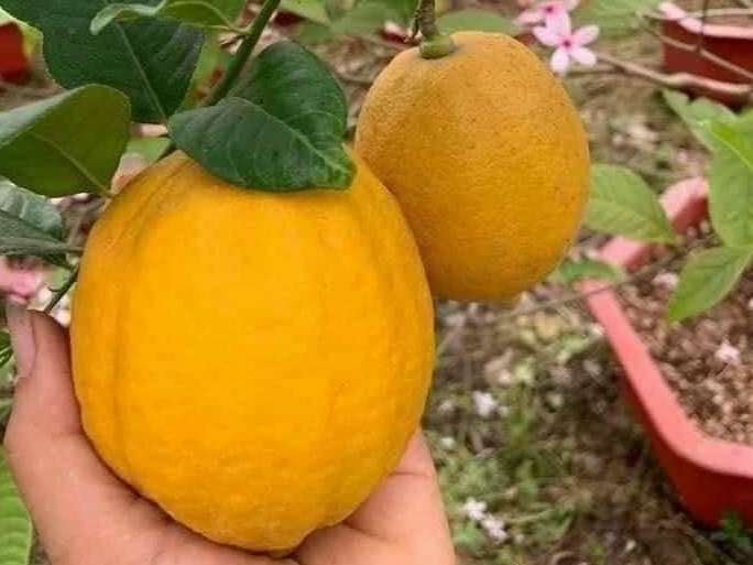 Essential Soil Mix and pH Requirements for Healthy Lemons