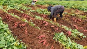 Sweet Potatoes – How to Grow