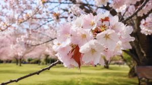 What Is a Japanese Cherry Blossom