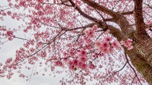 Japanese cherry blossom