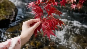 Japanese Maple Care