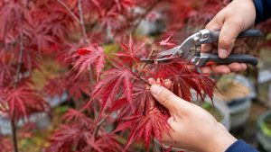 When to Prune Japanese Maple