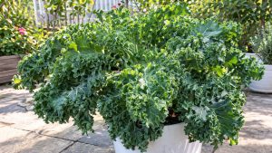 kale