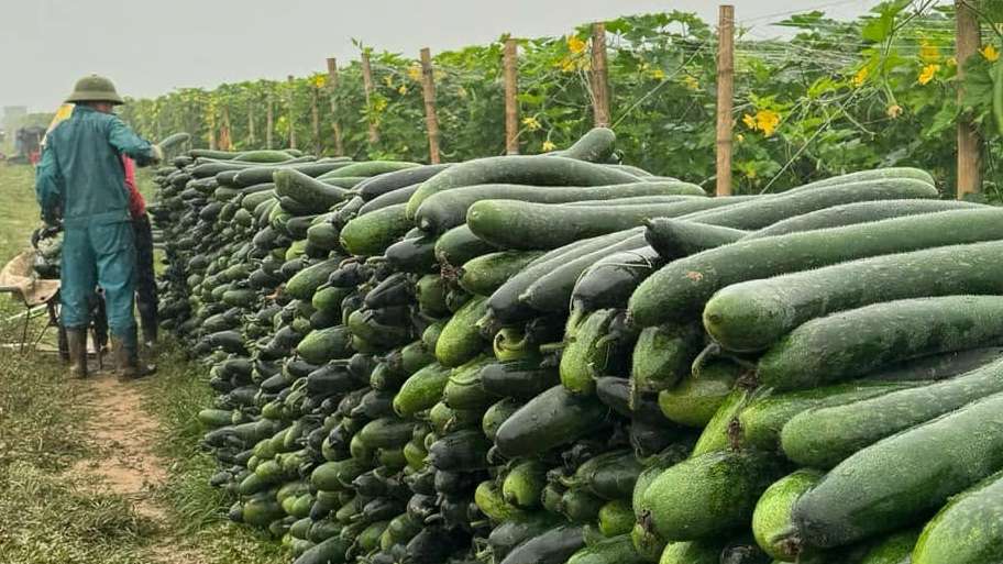 Winter Melon for a Successful