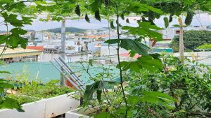 Image of vegetables growing in foam boxes on a rooftop garden.