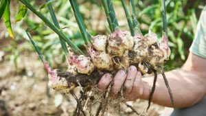 Ginger grows naturally and develops very quickly.