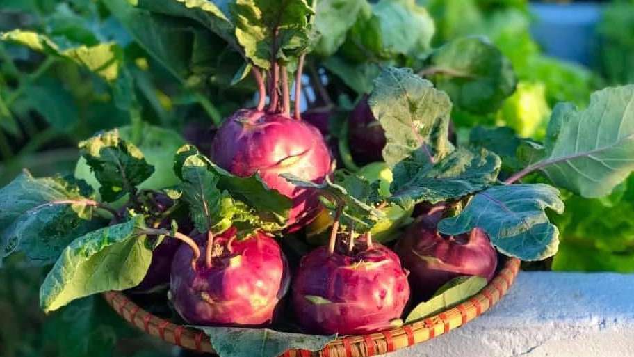 When to Harvest Kohlrabi and the Best Ways to Use It
