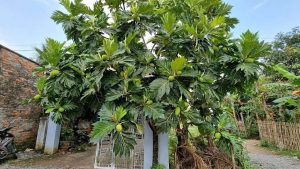 how to successfully grow breadfruit