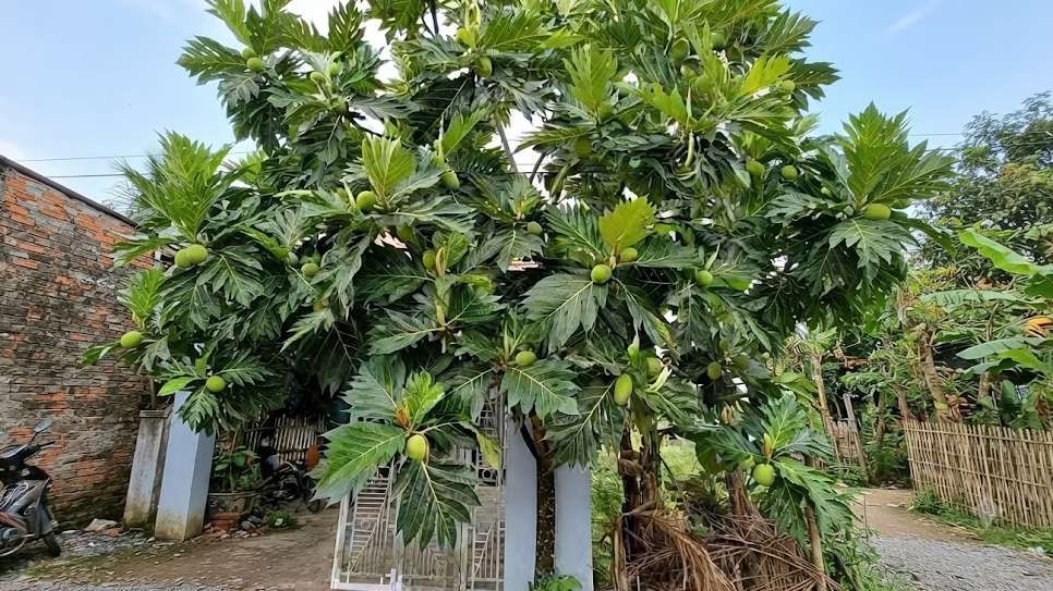 how to successfully grow breadfruit