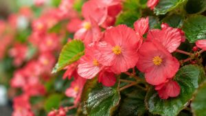 Begonia