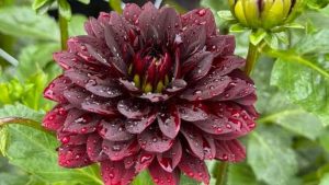 Best Soil for Dahlias