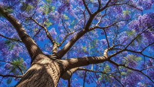 Mastering Jacaranda Mimosifolia