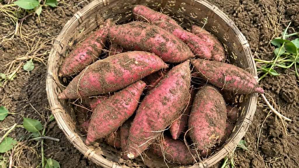 How to Propagate and Grow Healthy Sweet Potato Slips at Home