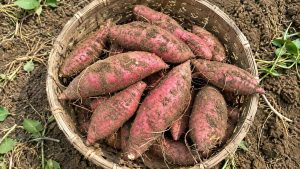 Best Soil Preparation for Bigger Sweet Potato Roots