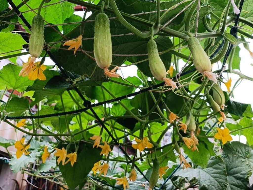 Image of fresh and delicious baby cucumbers