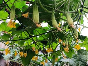 Image of fresh and delicious baby cucumbers