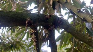 Healthy durian flowers during pollination season.